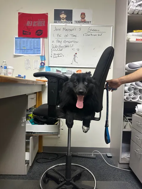 Got a new coworker in the office today! Seems like a cool guy. Bit of a staring problem tho.