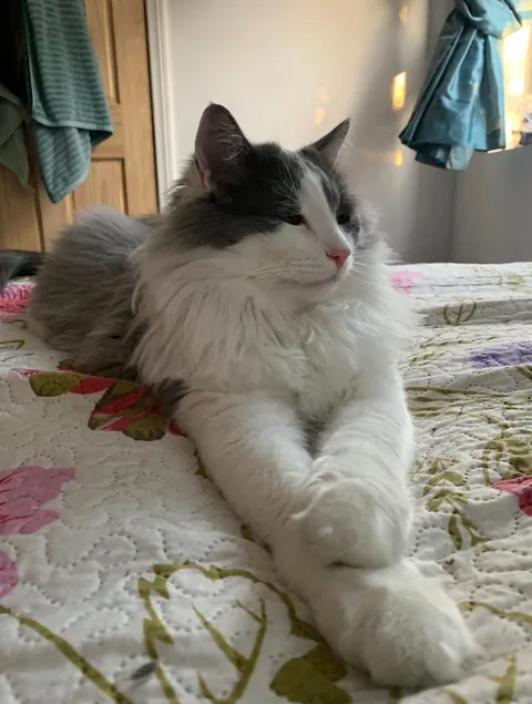 To the cat that fell out the tree and into my life.