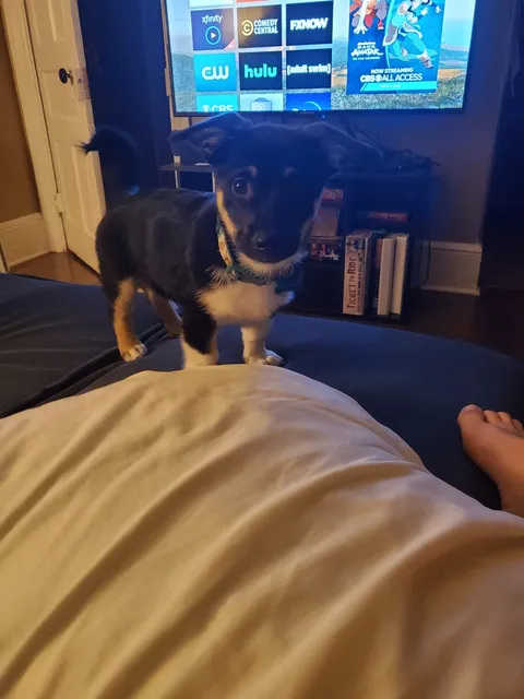 Charlie! He was my sober gift to myself. 130 days alcohol free today :)