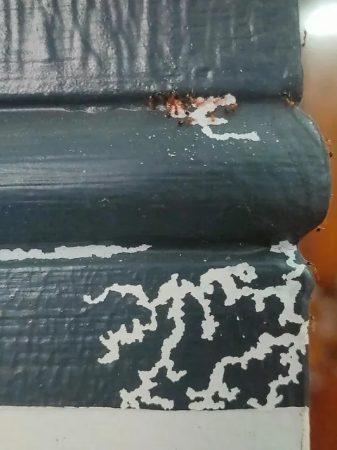 These ants are eating away the paint of my wall