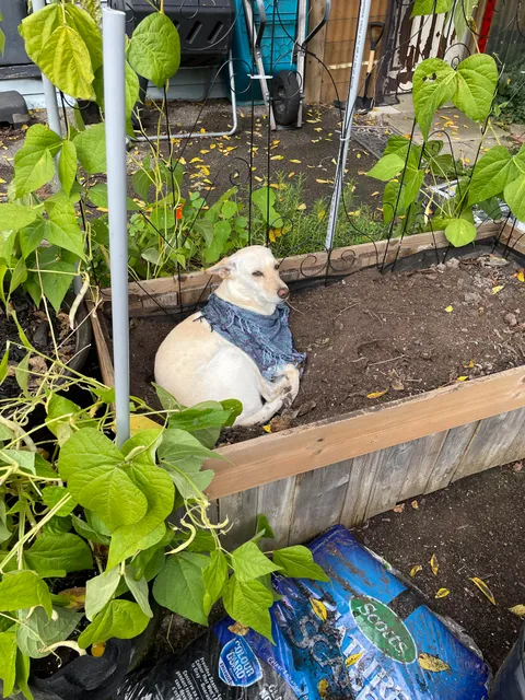 How do I remove this pest 😒