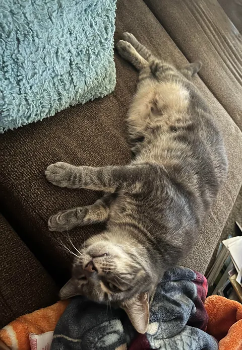 My mother passed in July. We took her beloved cat in. Meet Girl.