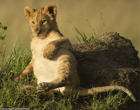 🔥 A lion cub showing off its full belly after feasting on a zebra. Burak Dogansoyal captured the image.