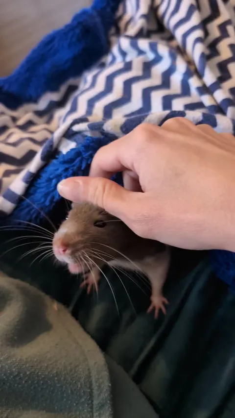 Is my rat okay?