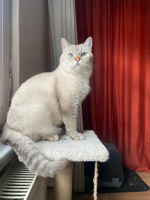 Before adopting (Leo)nardo and one year later