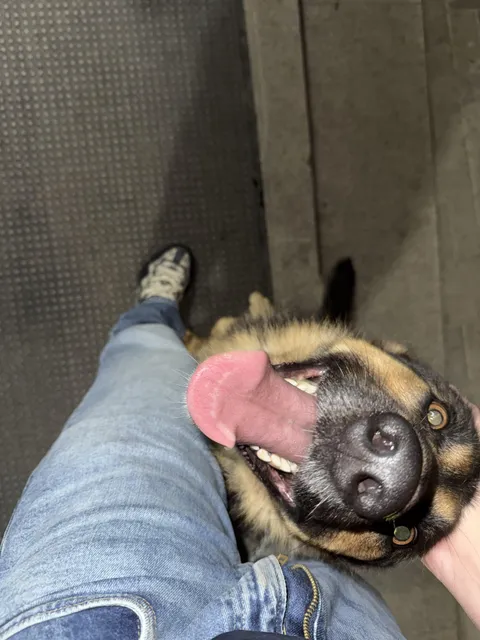 My German shepherd pup every time I go missing for more than 5 minutes