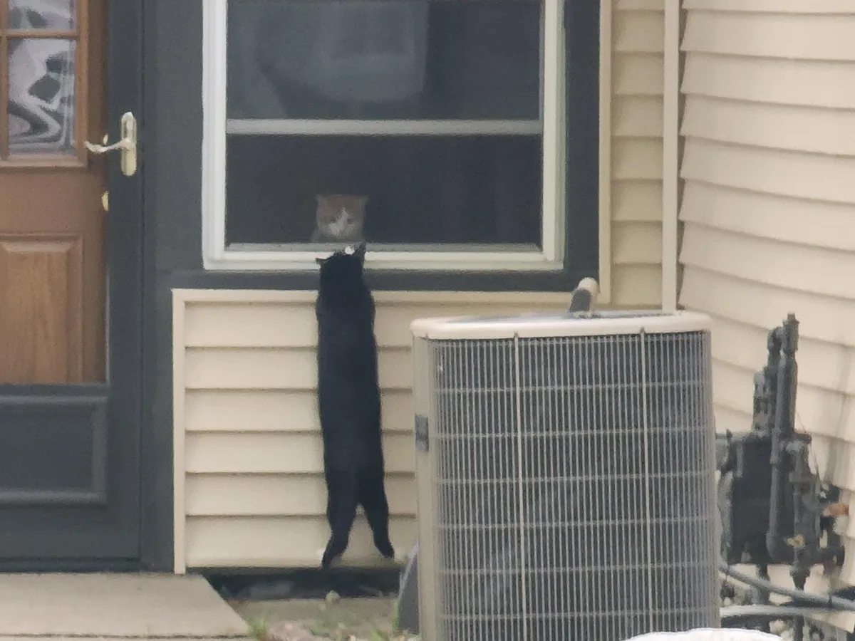 My cat and his boyfriend across the street have this adorable Romeo and Romeo thing going on.