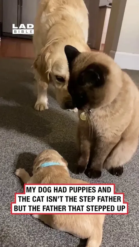 He wasn't the dad, he was the dad that stepped up.👏🏾