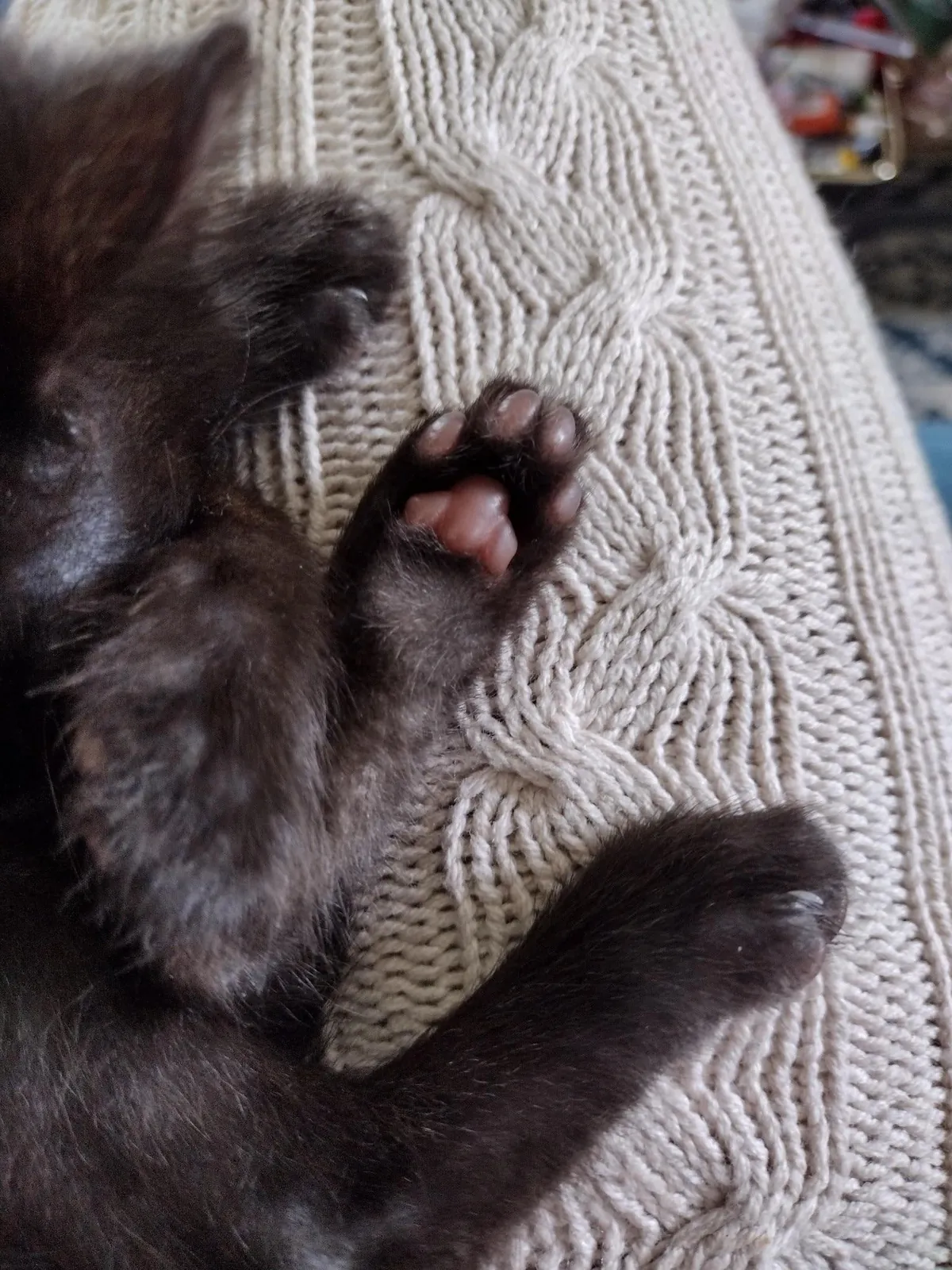 I Rescued a Void and Named Her Baobao