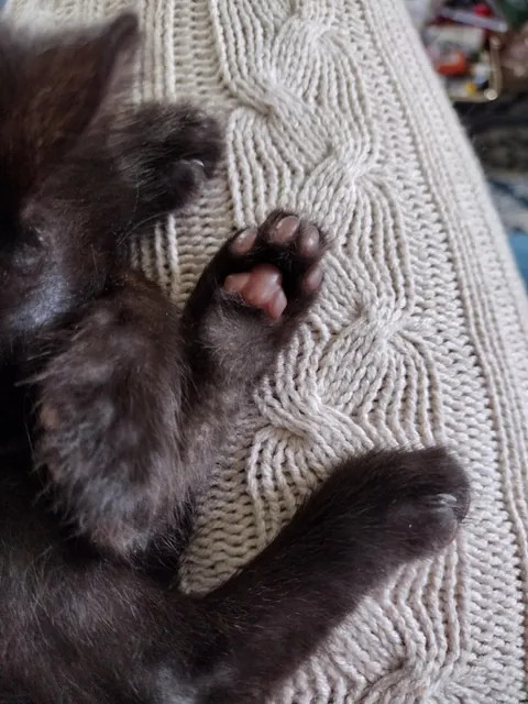 I Rescued a Void and Named Her Baobao