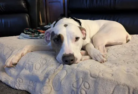 Will look pitiful for treats