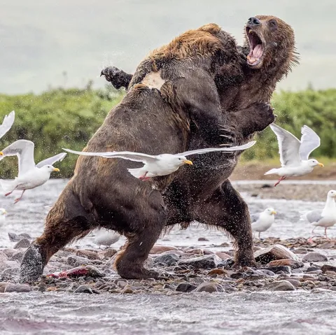Two bears in the middle of fight.