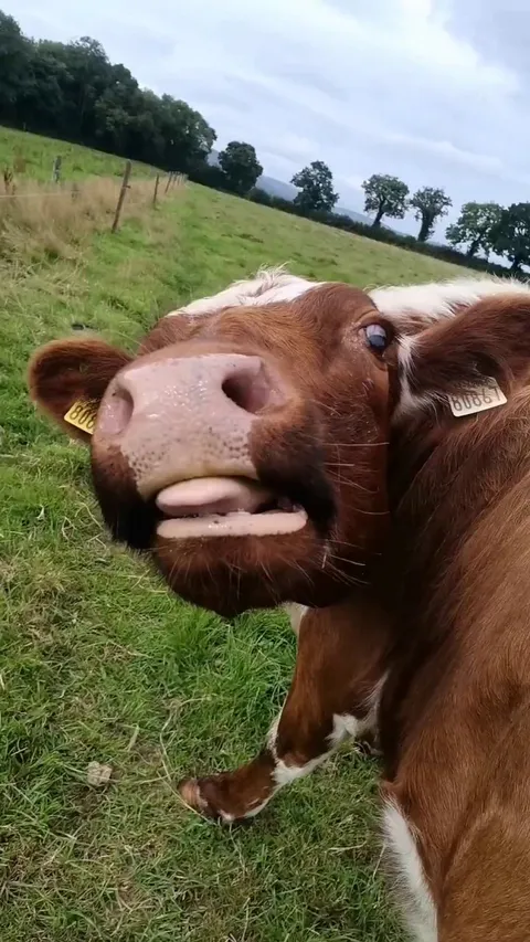 I'm not quite sure, but something tells me that Rose likes getting tail scratches.
