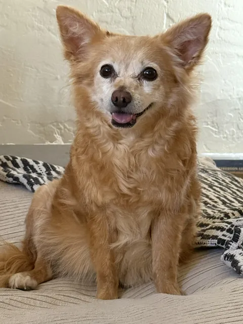 Beautiful Gertie! She's my daughter's dog and I love her