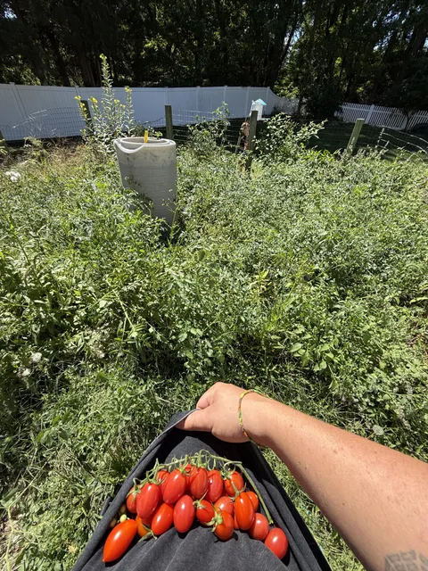 A ridiculous number of tomato plants grew wild where our chicken run used to be.