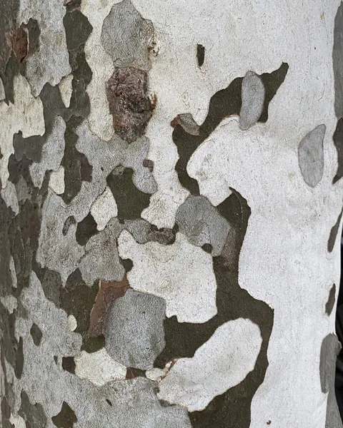 This tree bark that looks like camo.