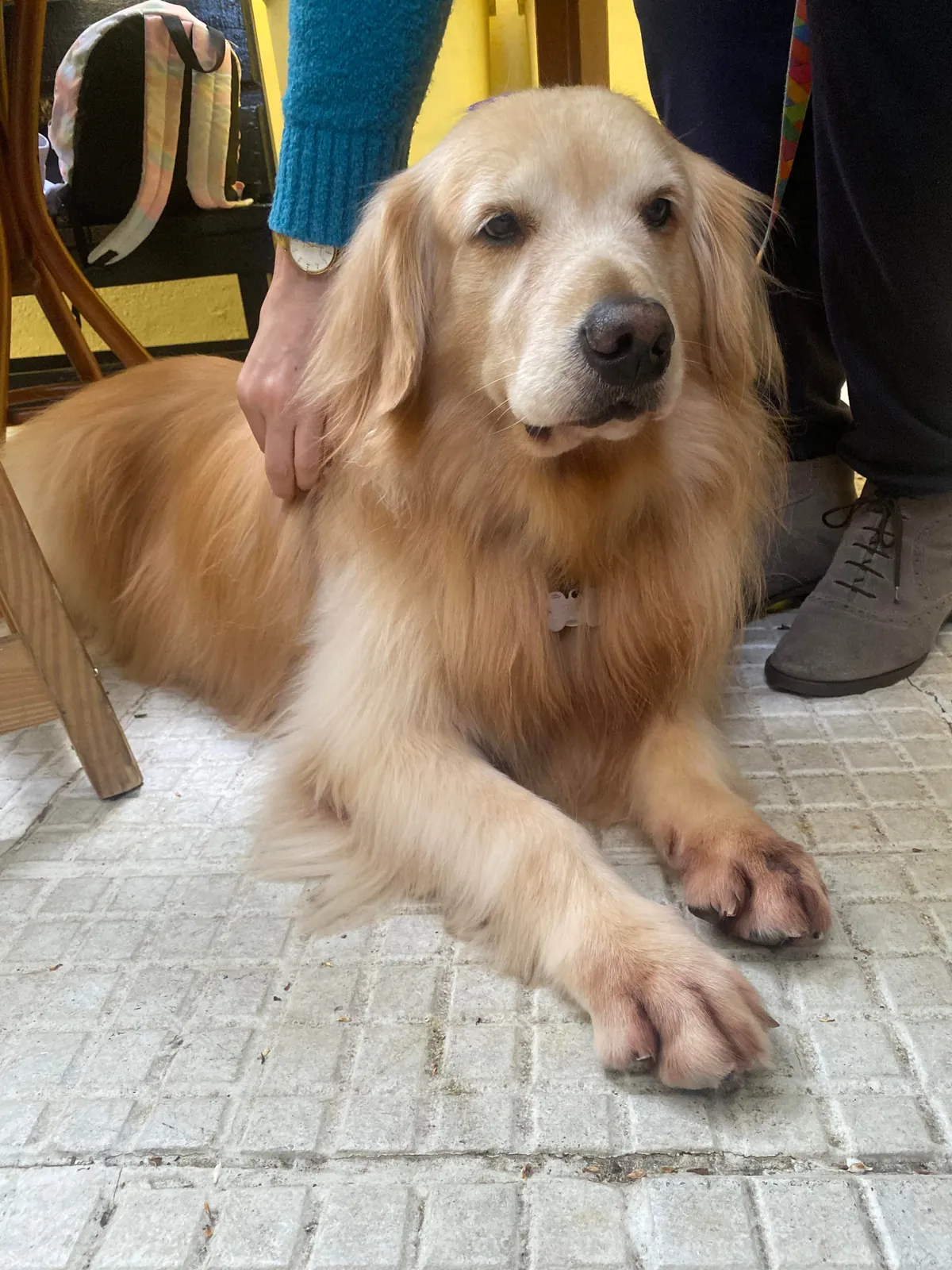Our teacher surprised us all bringing her dog to class. Made my day!