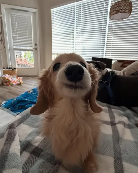 This dog has the most wholesome smile