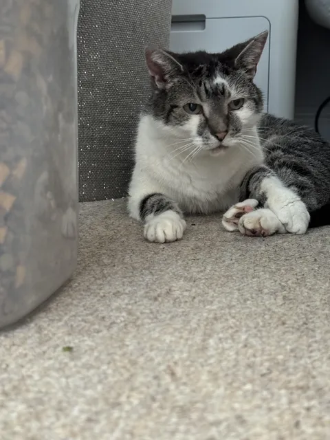 Show me the last pic of your cat on your phone