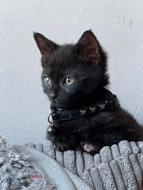 Mortimer The Frostbitten Kitten