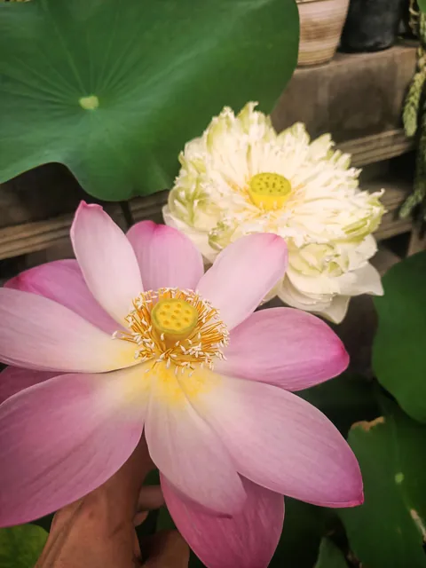 My lotus &amp; water lily bloomed together today