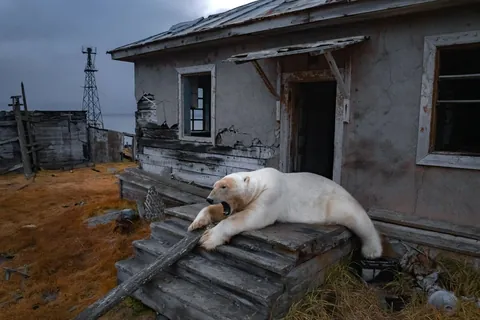 Polar bears captured on camera inhabiting old Russian research station (from Associated Press)