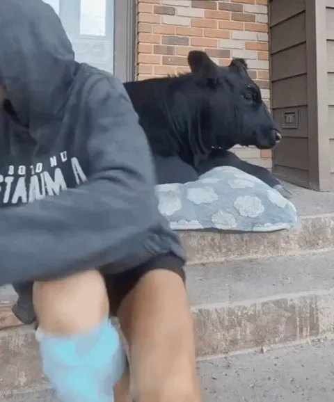 Hanging out on the porch with a big pup