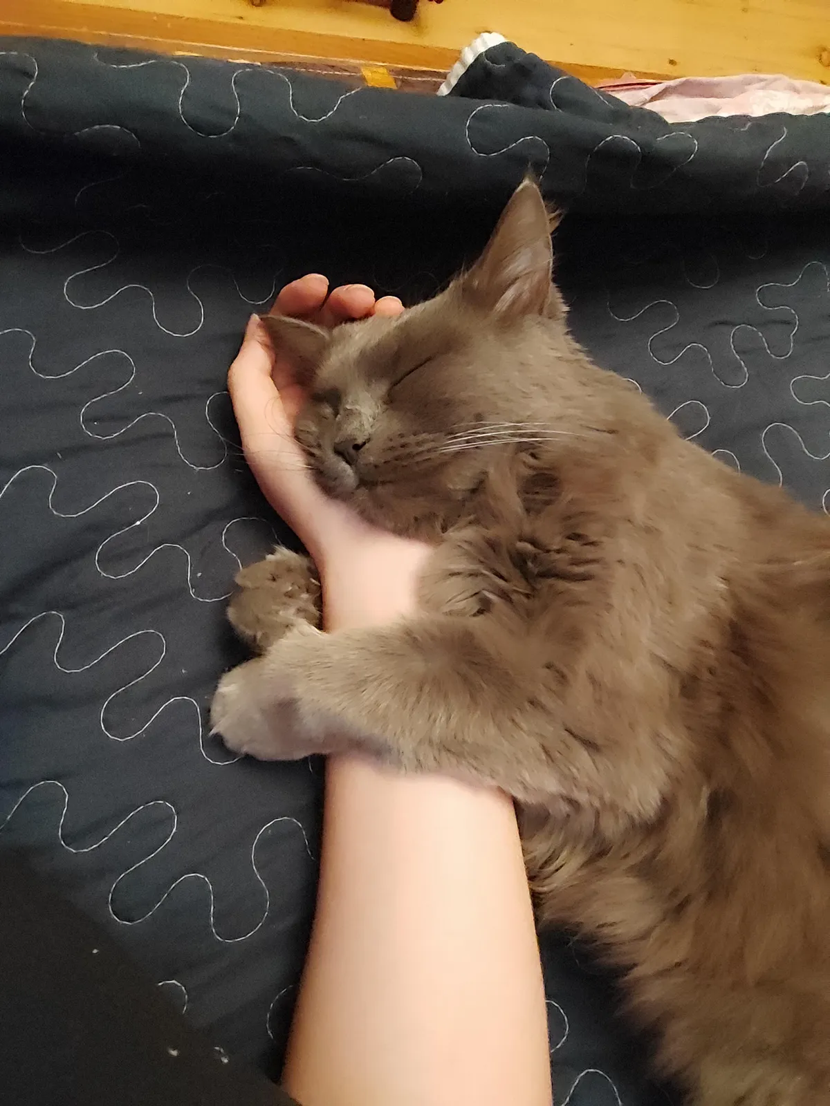 Fell asleep with my hand out like this and woke up to her hugging it :')