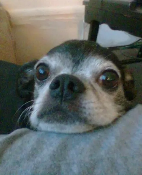 If I have a frosted face can I still say "hi!" on national black dog day? My name is Lukey! 🐶🖤