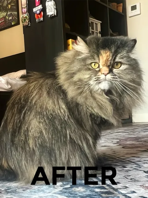 Took my cat to the groomer for a much needed deshed