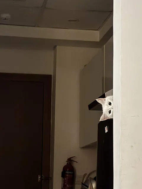 Woke up to this. Nearly gave me a heart attack at 3 am