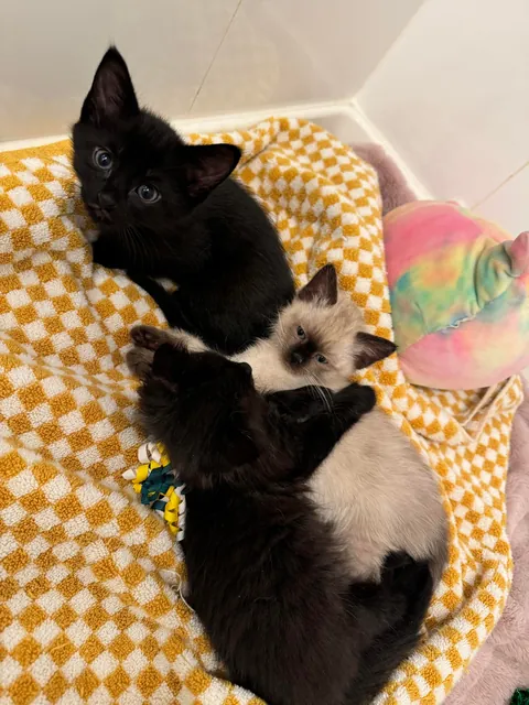 My husband spotted a box stuck under a truck driving through a parking lot in Burnaby, BC. He flagged the driver down and helped get the box unstuck. When he opened it, he found three tiny babies inside!