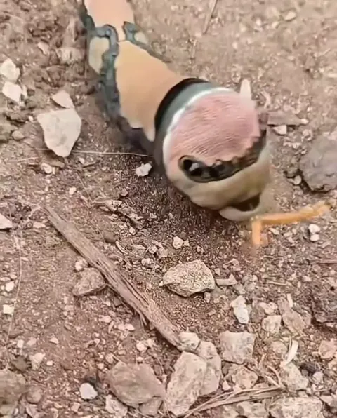 🔥the swallowtail caterpillar has a special defense where it makes noise by contracting its body and pushing air through its spiracles