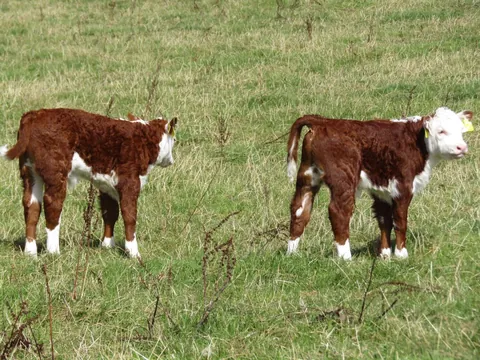 Some photos of Doug and Dean from the past few days. They’re never far apart.