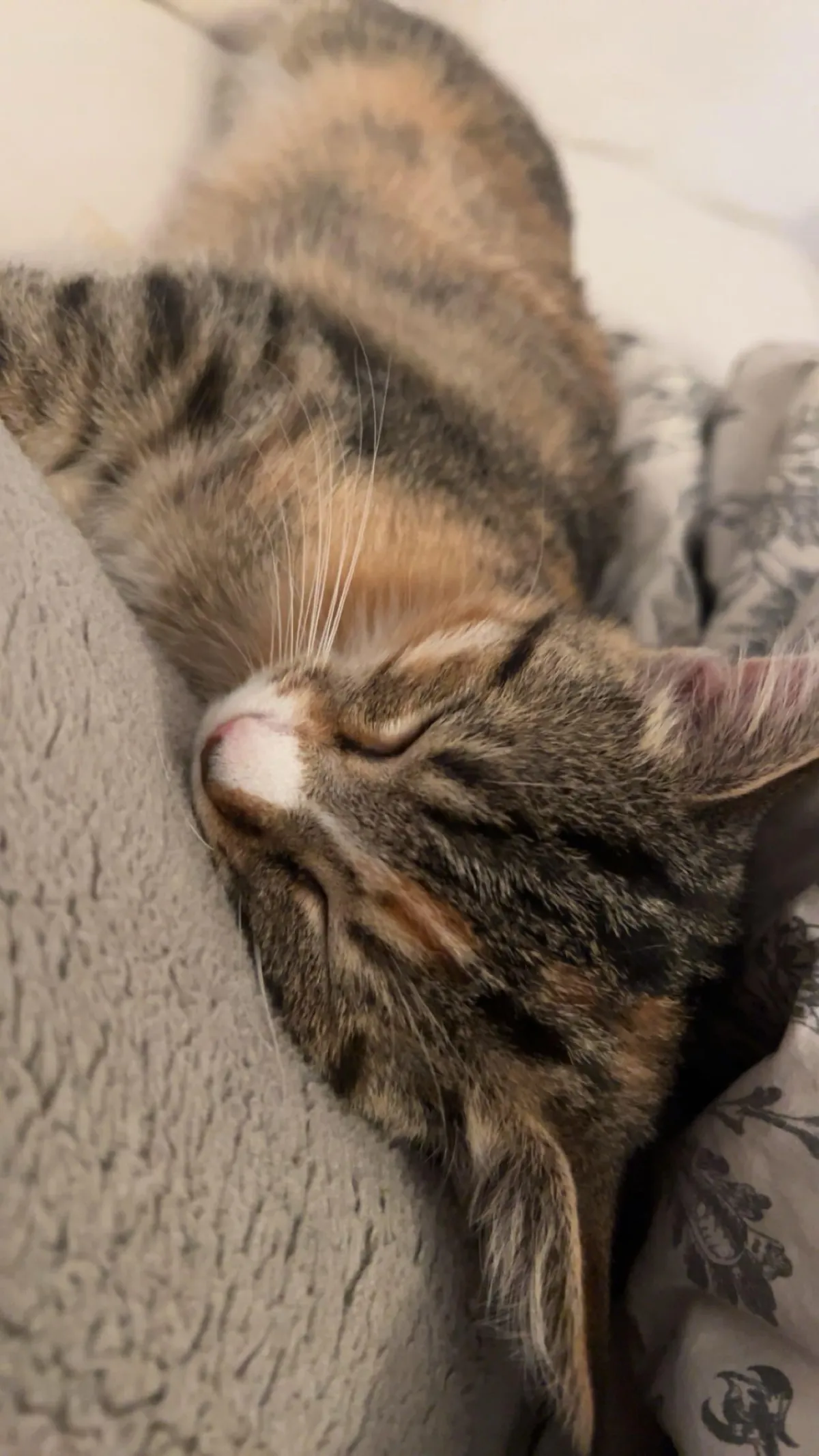 Got her 4 days ago and already can’t imagine life without her