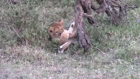 Lion cub discovers that he has paws and a tail