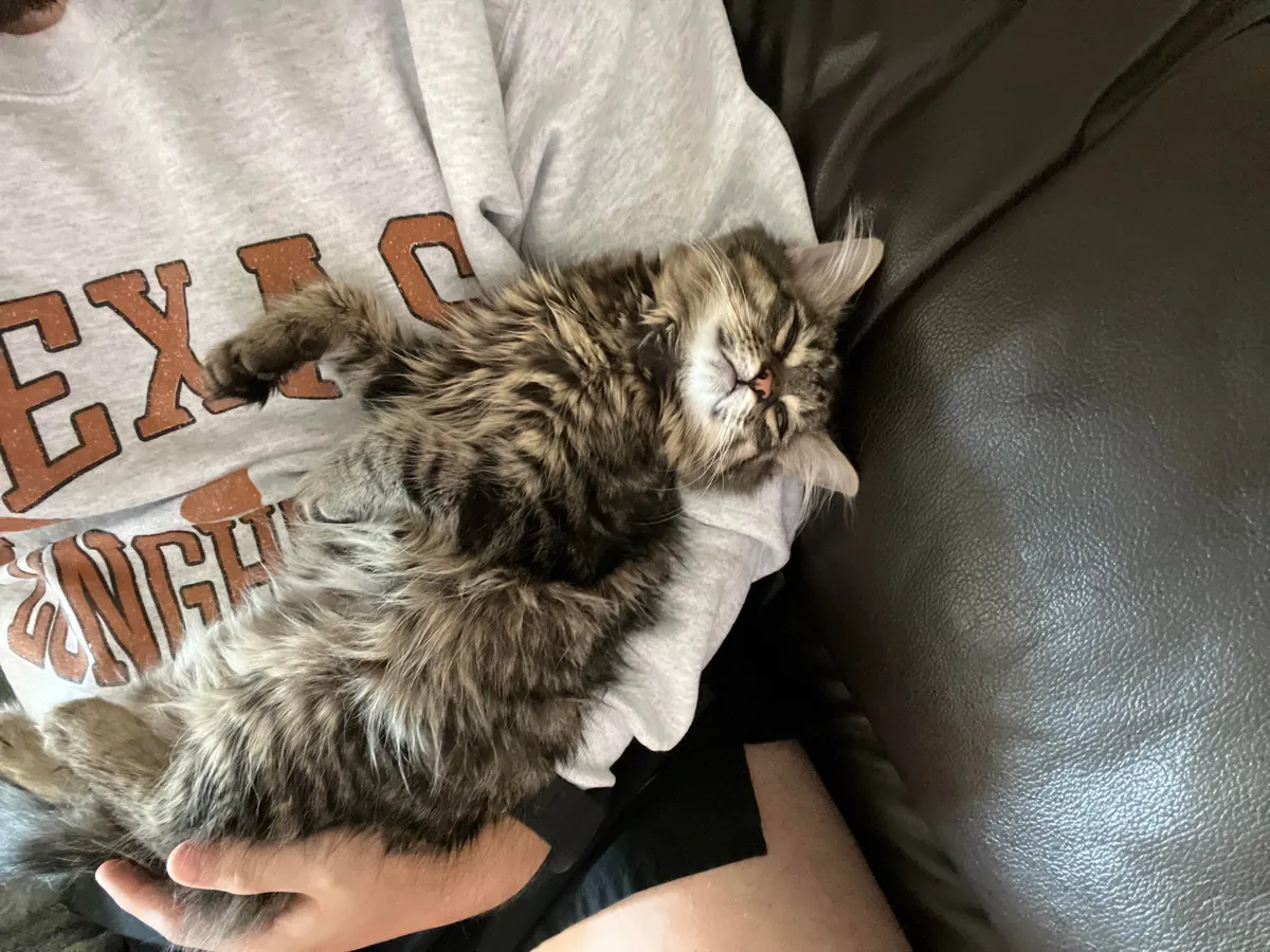 Every time I sit down he insists on taking his naps in my arm