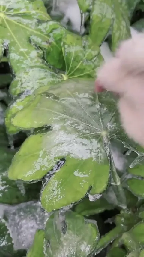 Frozen ice on leaves &amp; plants