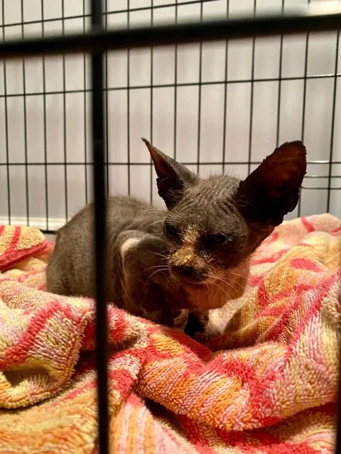 Cosmo’s ✨transformation✨