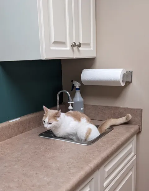 That Time my Cat Peed in The Vets Sink