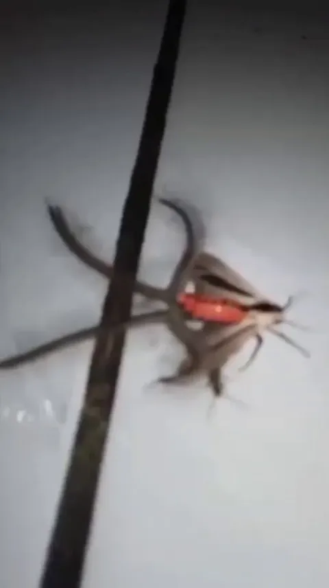 🔥Creatonotos gangis (Baphomet moth), named for its four inflatable coremata that resemble horns