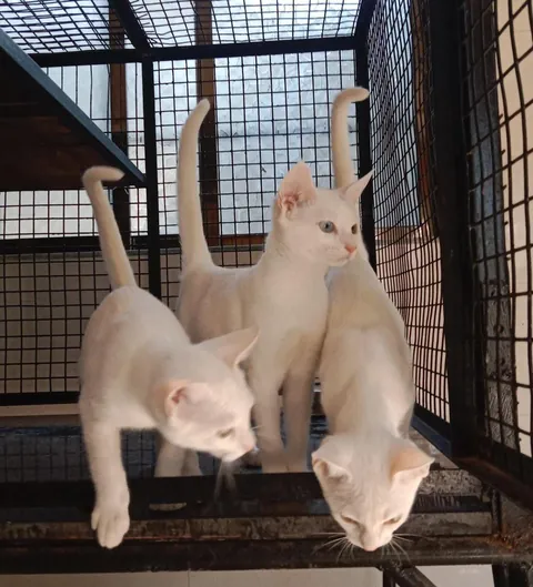 Diva Alert ✨ { OC }