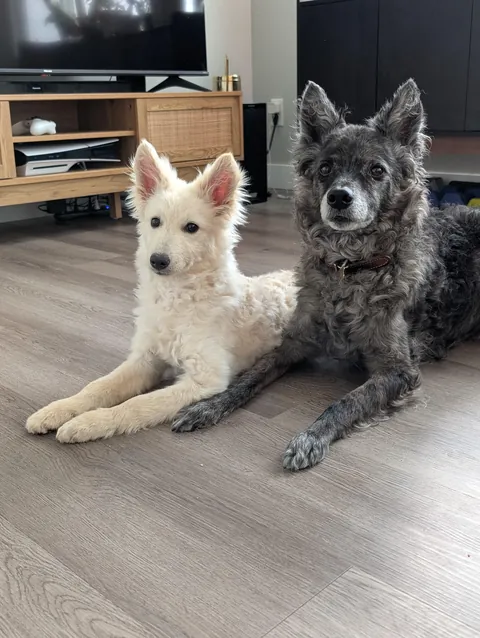 Zuko helping Maisie practice "stay (for photo op)"