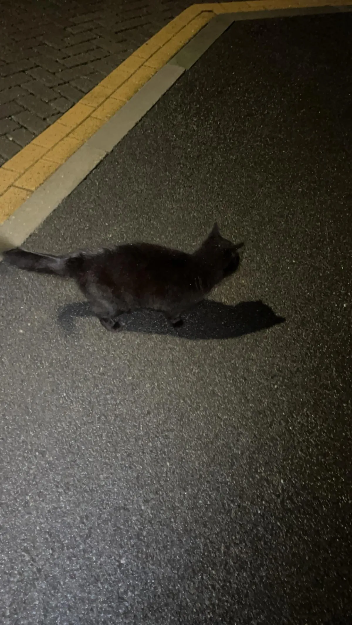 I am looking for my missing cat and a black cat has followed me to my front door. This is not my cat. Not sure what to do. It keeps rubbing against my legs and meowing very loudly every time I try to walk away