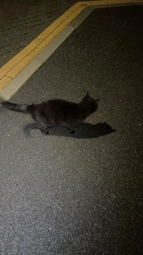 I am looking for my missing cat and a black cat has followed me to my front door. This is not my cat. Not sure what to do. It keeps rubbing against my legs and meowing very loudly every time I try to walk away