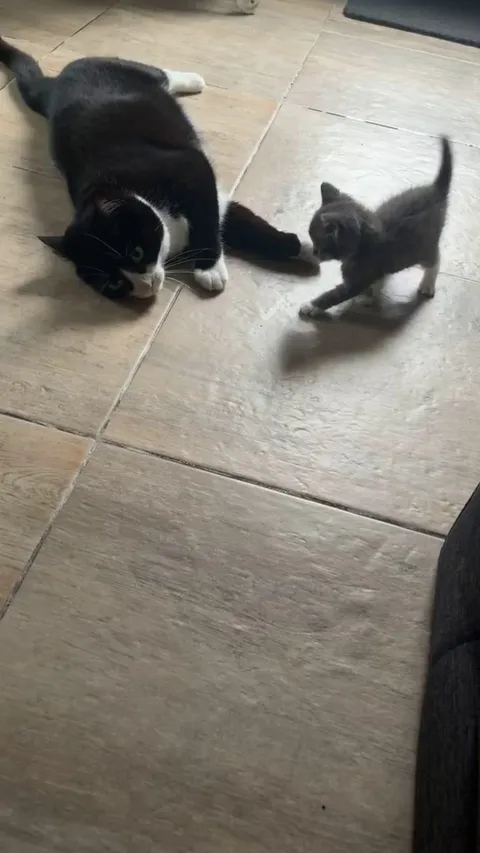 Are they playing or fighting? New kitten.... 