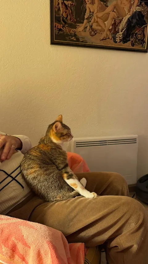 From the streets of Tunisia to the Alps, these two little rescued siblings finally found peace