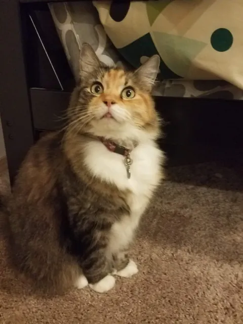 Tribute to Buster - we adopted her as a kitten 17 years ago and had to say goodbye today. She loved naan and croissants and stickers and her mortal enemy was the Xbox disc tray. She was always our babycat.