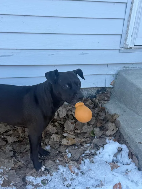 Waffles and her emotional support chicken wing 🍗🧇