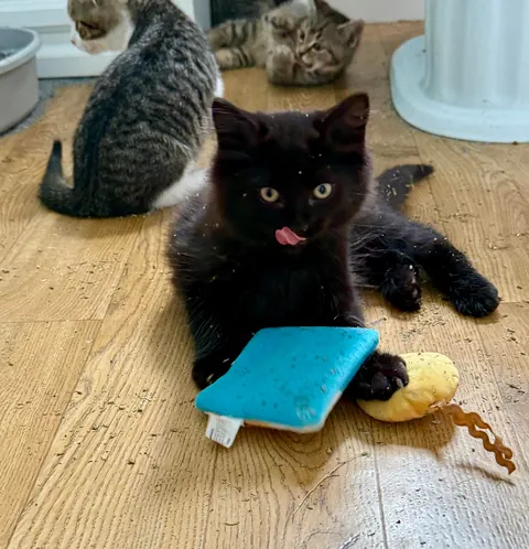 My new baby, Obsidian, Sid for short. 🖤